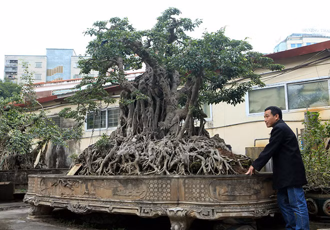 Sau khi mua về, chủ nhân đã trồng cây vào một chiếc chậu (dài 4,8m, rộng 3m, cao 0,5m) và chăm sóc theo nghệ thuật bonsai.
