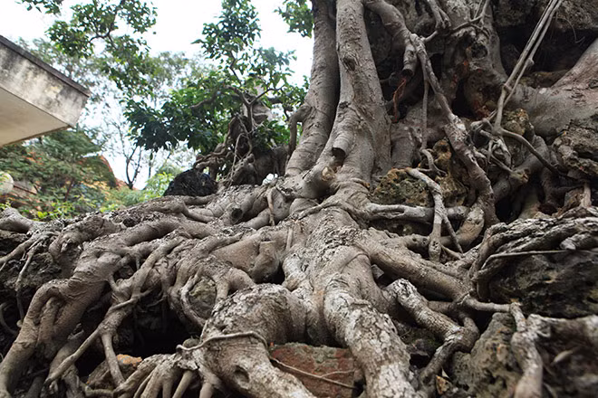 Theo chủ nhân của cây, để sở hữu cây sanh cổ độc đáo này rất khó khăn...