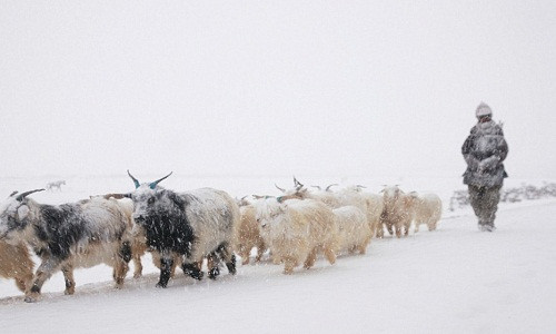 Do phần lớn đất đai nằm dưới lớp tuyết dày nên việc tìm kiếm nguồn thức ăn đầy đủ cho vật nuôi, đặc biệt là đàn dê gặp không ít khó khăn.
