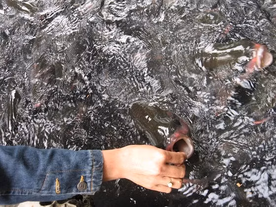 Mặc dù Ban quản lý suối cá khuyến cáo du khách không nên cho cá ăn vì sợ cá bội thực nhưng nhiều người vẫn lén lút cho cá ăn vì quá thích thú với sự thân thiện của chúng.