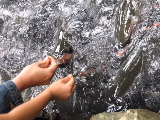 Cá thần thực sự rất thân thiện bởi khi du khách đưa bàn tay xuống gần mặt nước là cả đàn cá ùa lại.