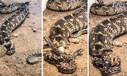 Rắn lục khổng lồ đẻ một lúc 57 con.