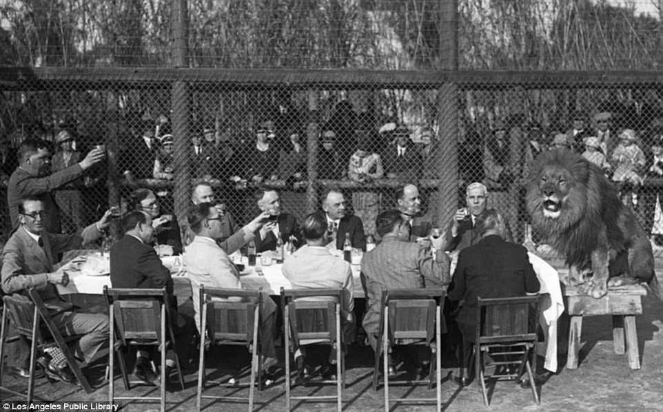 Trong ảnh là con sư tử trở thành "khách mời" đặc biệt trong một bữa tiệc.