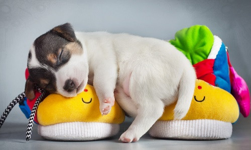 Tuổi Tuất tháng 2 năm 2018: Dám làm dám chịu mới thành công