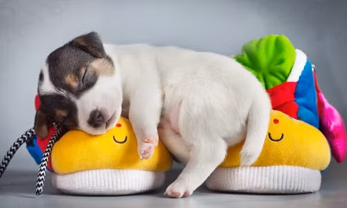 Tuổi Tuất tháng 2 năm 2018: Dám làm dám chịu mới thành công