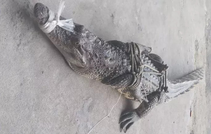  8. Cá sấu đi lạc ra cộng đồng: Ngày 15/11, Chi cục Kiểm lâm tỉnh An Giang cho biết đã làm rõ vụ cá sấuxuất hiện dưới dòng kênh Thoại Hà (thuộc xã Thoại Giang, huyện Thoại Sơn) đang gây hoang mang dư luận tại địa phương trong những ngày qua. Theo đó, vào ngày 11/11, anh Nguyễn Văn Hải (xã Thoại Giang) đi kích cá theo mé kênh Thoại Hà. Khi đến đoạn thuộc ấp Mỹ Giang, anh Hải phát hiện có cá sấu đang ngoi đầu lên mặt nước nên định bơi xuồng đến bắt nhưng không thành. Đến 22 giờ cùng ngày, anh Hải sử dụng kích điện bắt được cá sấu này cách nơi phát hiện ban đầu khoảng 150m. Nguồn: Người Lao động. 