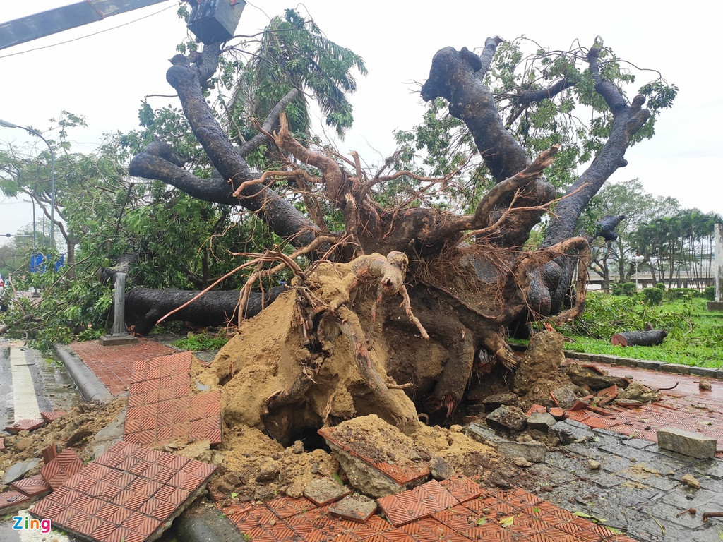 Cây cổ thụ bật gốc trước cổng Đại Nội Huế. Nhiều nhà dân, trường học, bệnh viện ở Thừa Thiên - Huế cũng bị hư hại sau 4 giờ chịu ảnh hưởng của bão số 13.