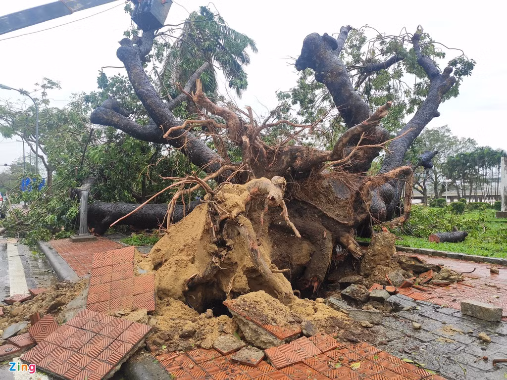 Cây cổ thụ bật gốc trước cổng Đại Nội Huế. Nhiều nhà dân, trường học, bệnh viện ở Thừa Thiên - Huế cũng bị hư hại sau 4 giờ chịu ảnh hưởng của bão số 13.