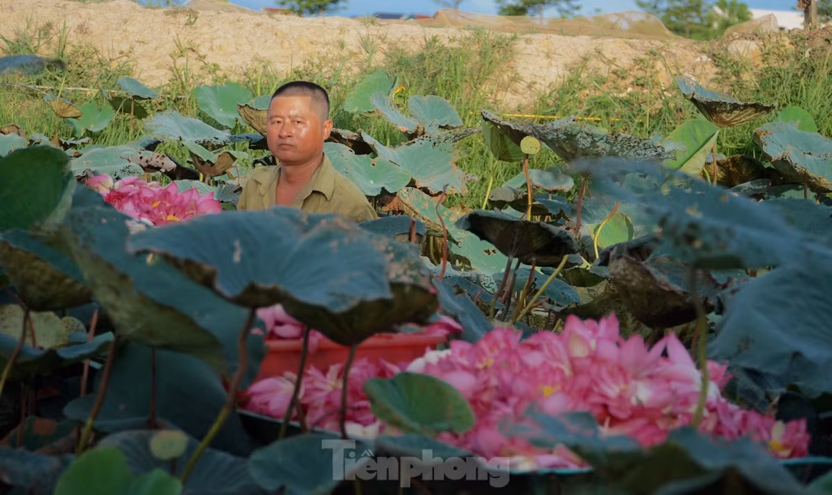 Ra dam hai sen luc rang sang, moi ngay thu tien trieu-Hinh-2