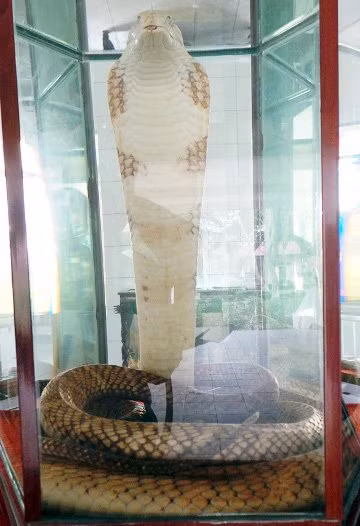 Con hổ mang chúa “vô địch” ở trại rắn lớn nhất Việt Nam - Hình 3 Con ho mang chua “vo dich” o trai ran lon nhat Viet Nam-Hinh-3