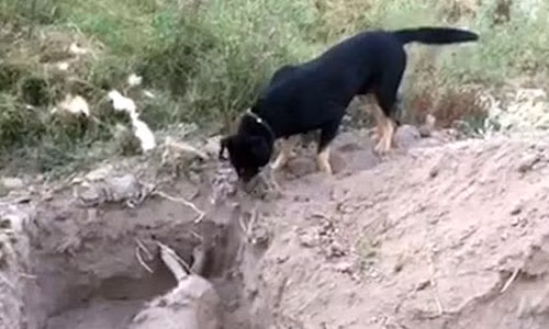 Nhoi long canh chu cho dung mui dao huyet chon ban