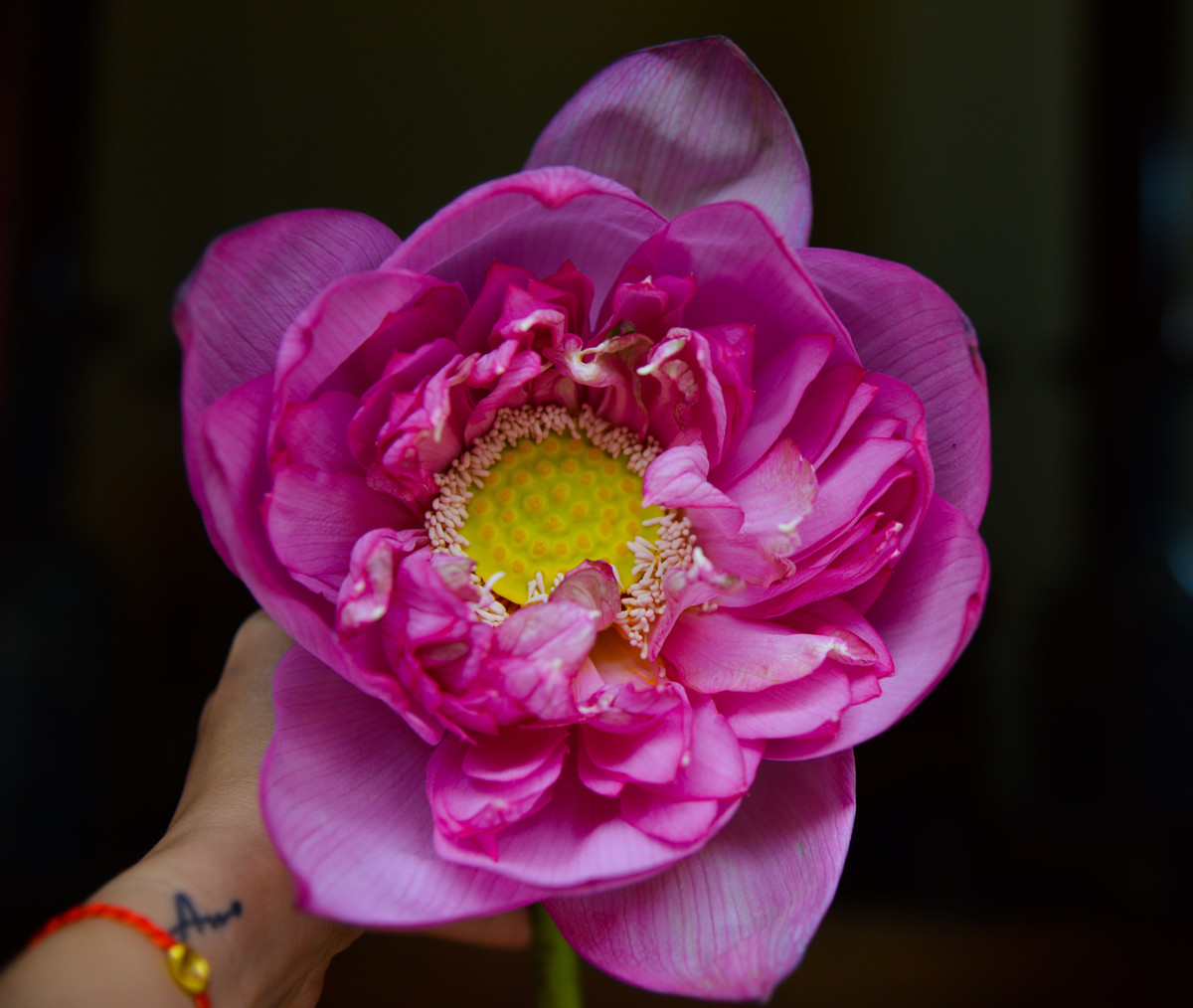 Mỗi bông sen sẽ được ướp khoảng 10 gam trà và được bán tới tay người dùng khoảng 50.000 đồng/bông.