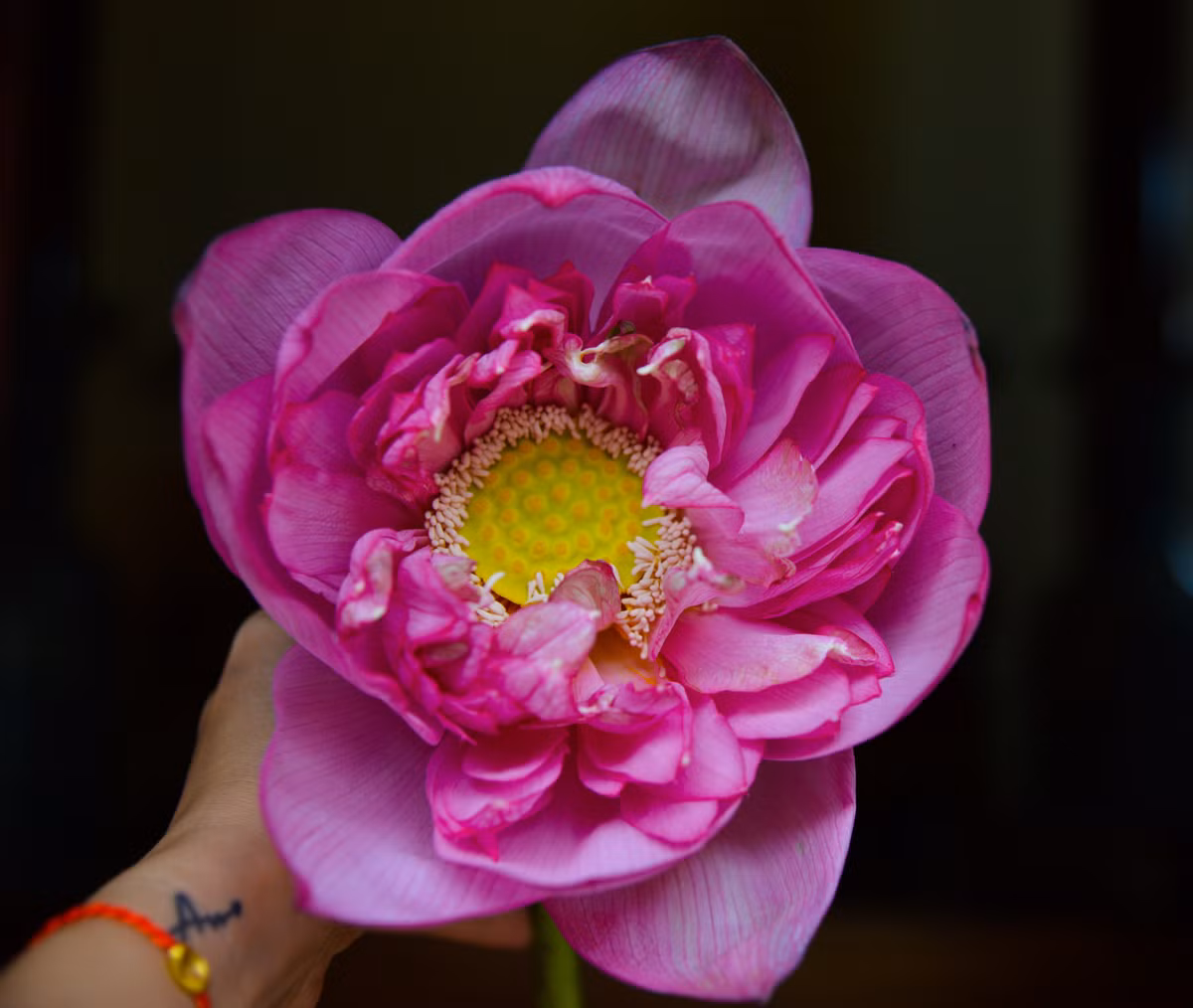 Mỗi bông sen sẽ được ướp khoảng 10 gam trà và được bán tới tay người dùng khoảng 50.000 đồng/bông.