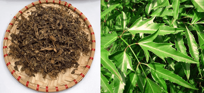 Lá đinh lăng khô được bán với giá 50.000 đồng/kg. Lá này tốt cho việc chữa bệnh dị ứng ngoài da, dị ứng thời tiết, thải độc cơ thể.