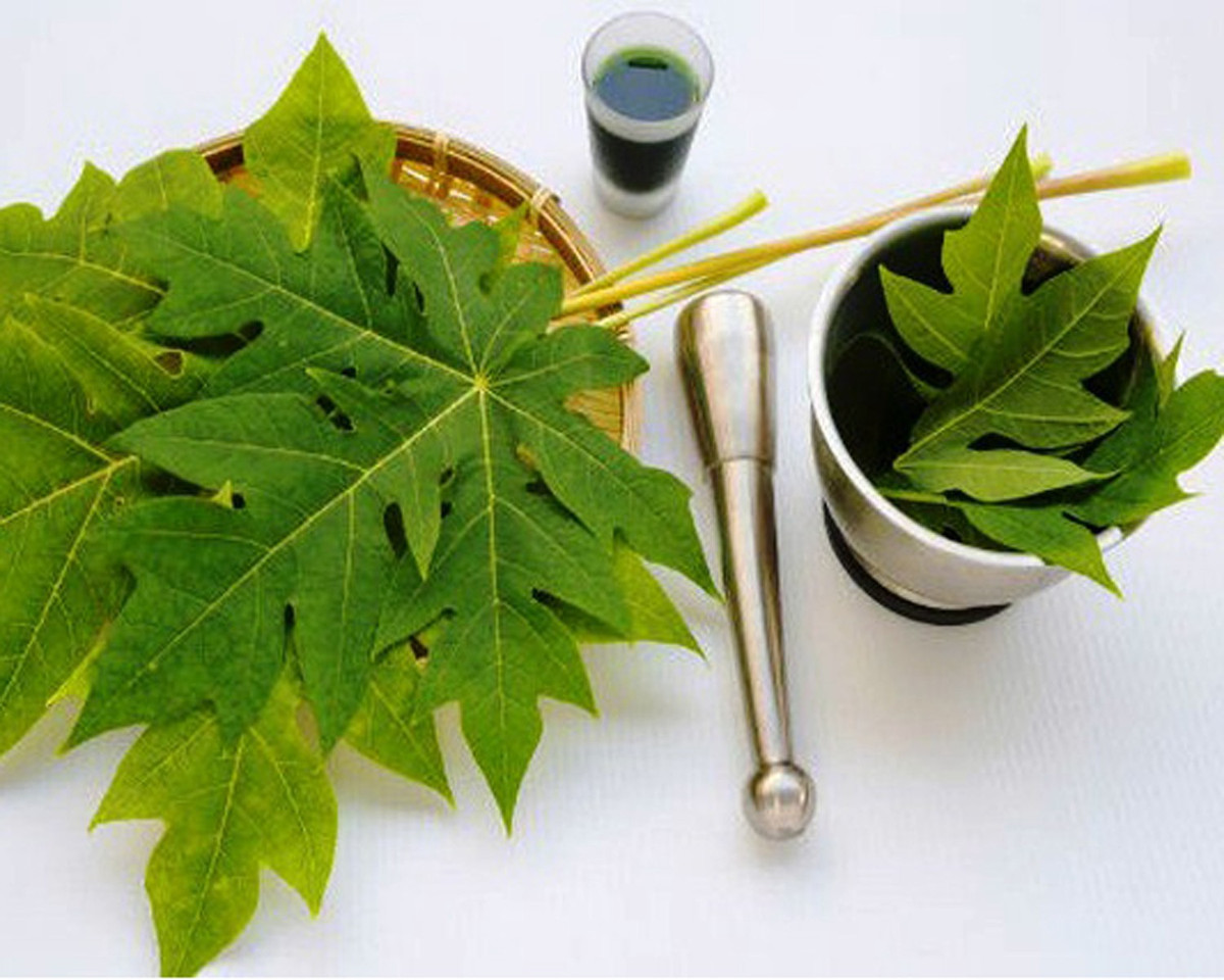 Lá đu đủ đực khi được sấy khô và sử dụng có tác dụng tốt trong điều trị ho, dạ dày. Loại lá khô này được bán 120.000 đồng/kg.