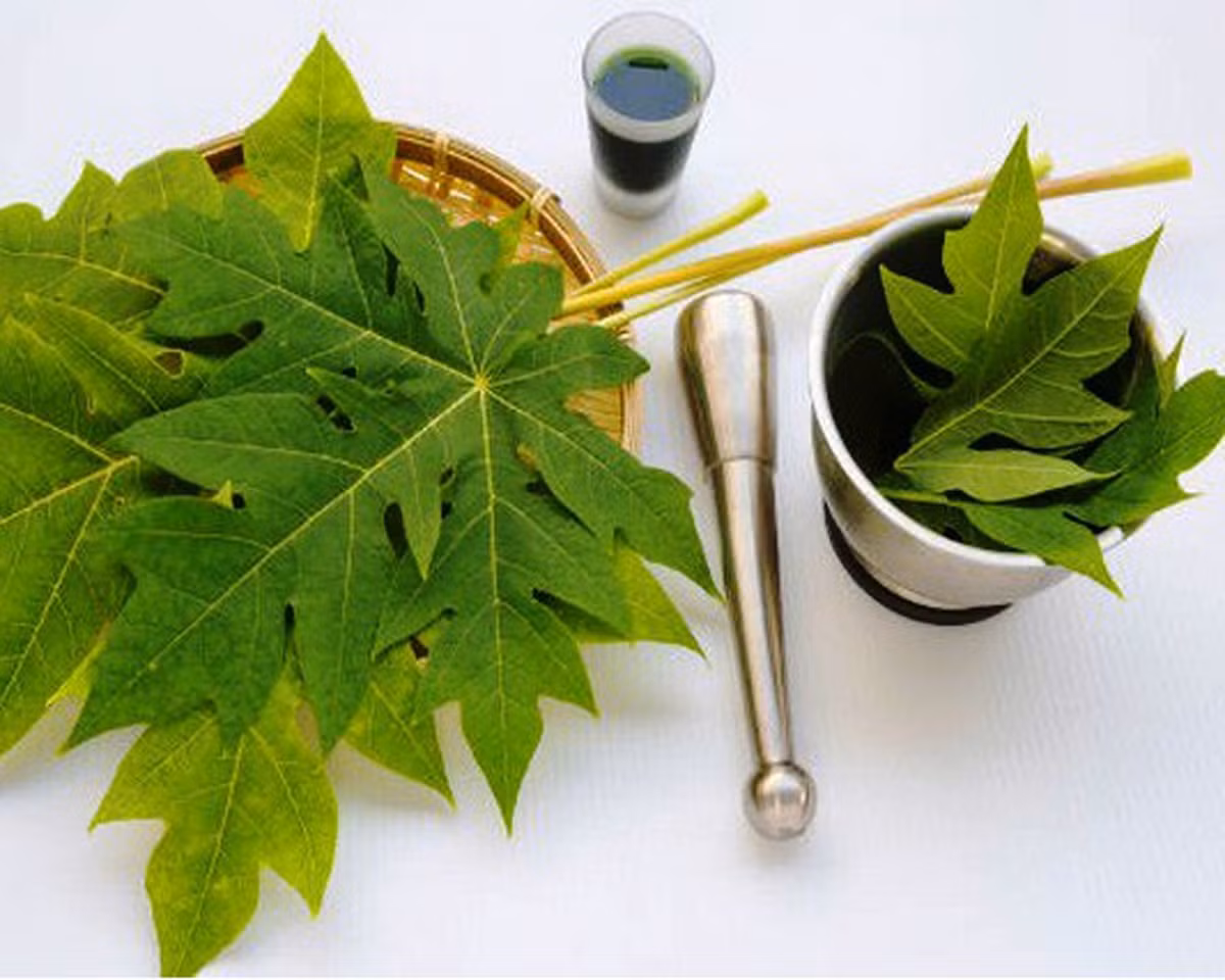 Lá đu đủ đực khi được sấy khô và sử dụng có tác dụng tốt trong điều trị ho, dạ dày. Loại lá khô này được bán 120.000 đồng/kg.