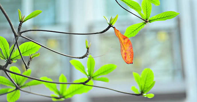 Những ngày gần đây trên mạng có nhiều người ra bán lá bàng non với giá 80.000 đồng/kg. Cây bàng được trồng khắp nơi trên cả nước nhưng để hái lá bàng non về bán thì ít người biết.