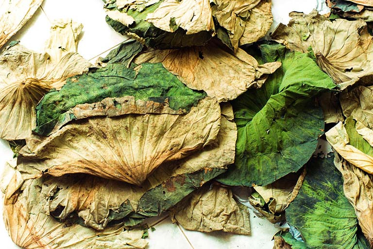 Ngoài lá bàng non, nhiều loại lá tưởng như bỏ đi nhưng bất ngờ được tận dụng như một loại thuốc chữa bệnh bán với giá cao. Lá sen khô chữa mất ngủ cũng được bán với giá 30.000 đồng/kg.