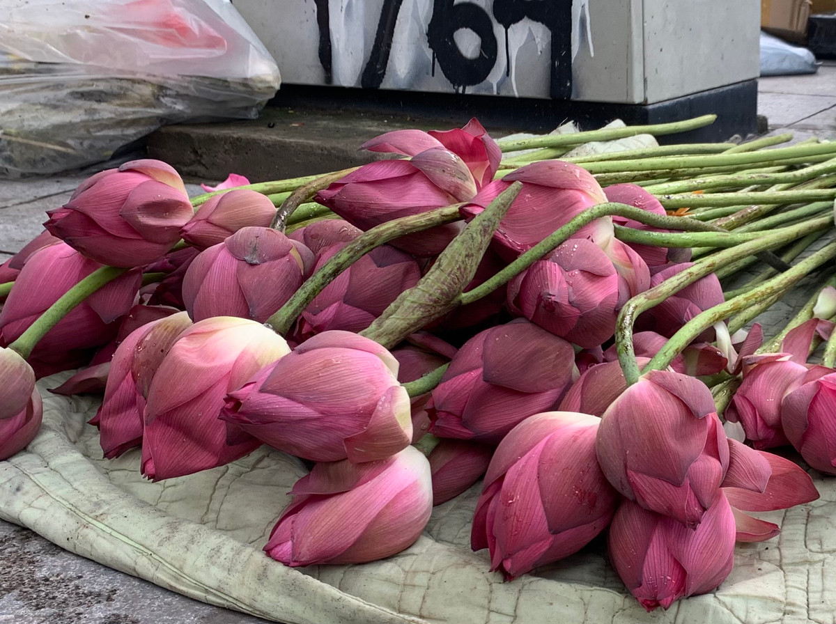 So với mọi năm hoa sen bán trên đường phố Hà Nội cũng to đều và đẹp hơn.