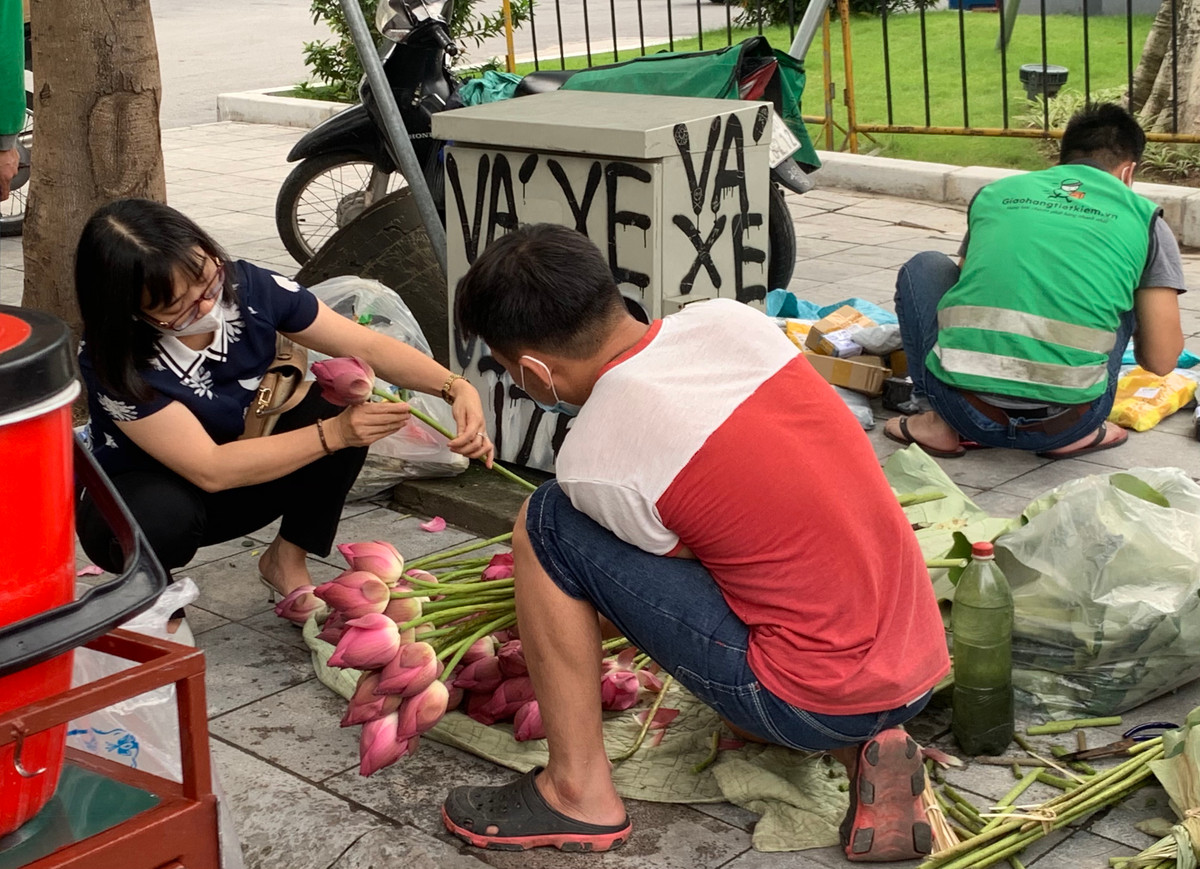 Nhiều người thích Bạch Liên vì vẻ đẹp thuần khiết, lâu tàn nhưng mùi thơm lại không bằng sen hồng.