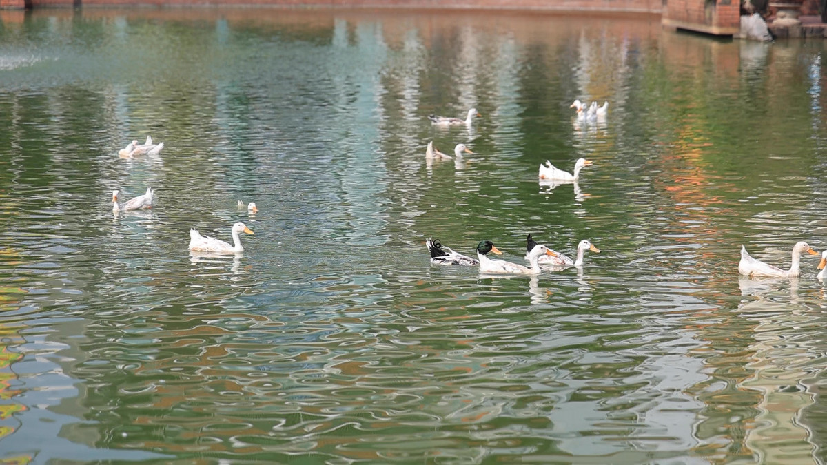 Được biết, số lượng vịt phục vụ cho cuộc thi được nhà chùa quyên góp 50 con và người dân trong làng tuỳ tâm ủng hộ.