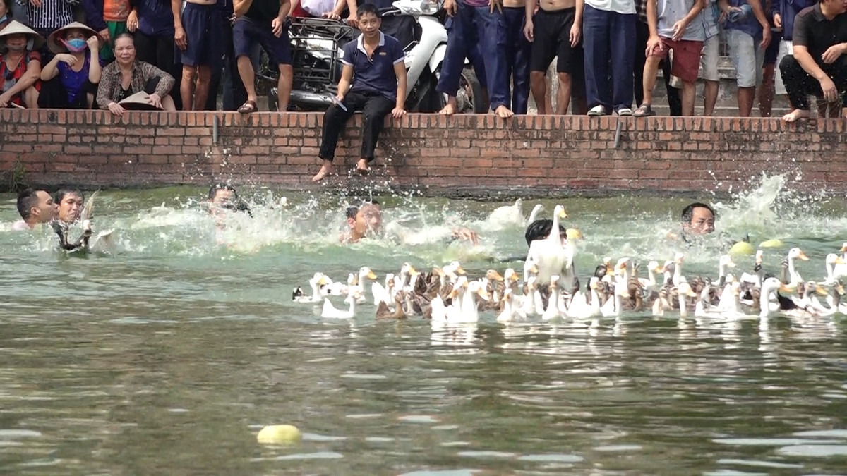 Tất cả vịt được thả dưới ao, người dân ai muốn bắt vịt thì cứ xuống. Ai bắt được con nào thì mang về luôn.