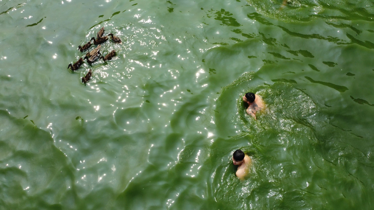 Vịt bơi thành từng đàn dưới ao.