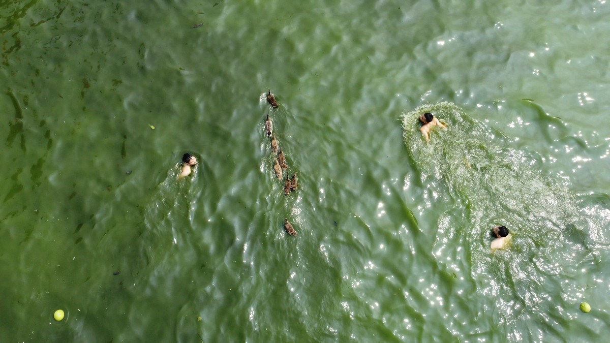 Các thanh niên trong làng bơi theo để bắt vịt.