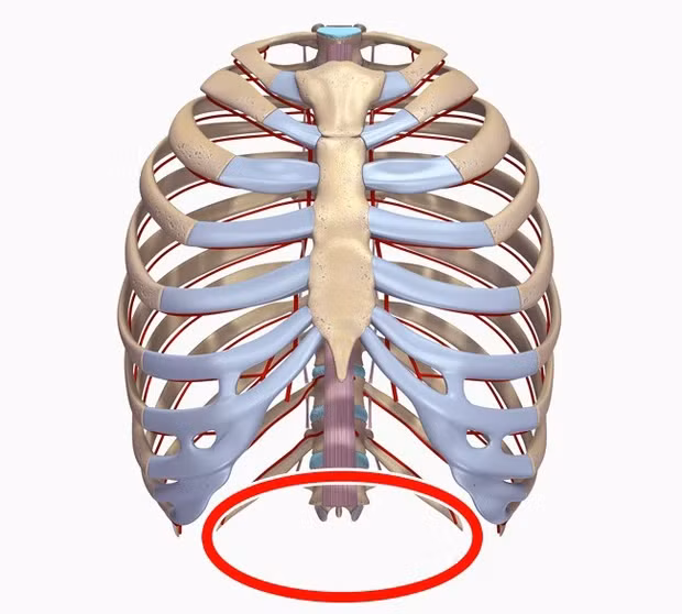  10. Chiếc xương sườn số 13: Ở các loài linh trưởng, gần với con người nhất là tinh tinh và khỉ đột, chúng có 13 xương sườn, nhiều hơn 1 so với chúng ta. Nhưng hóa ra, có khoảng 8% dân số vẫn đang sở hữu một nhánh xương sườn thứ 13, dù tác dụng chẳng để làm gì cả. 