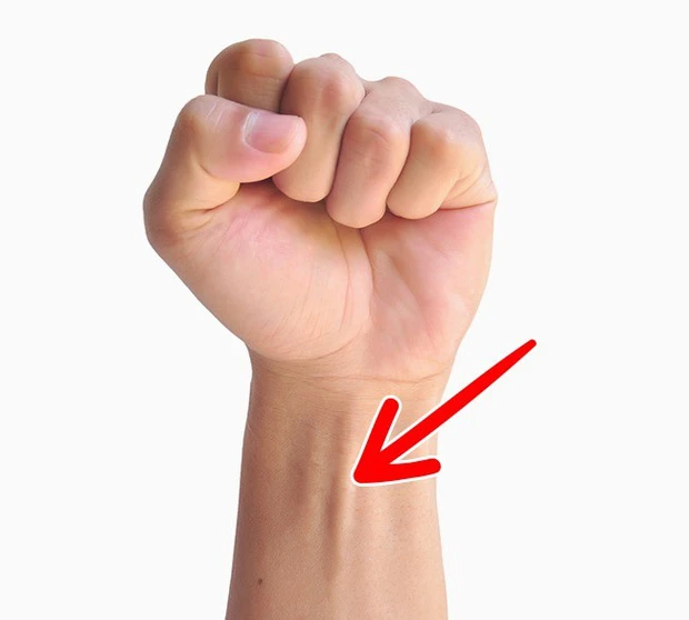  8. Cơ gân tay: Đây là "cơ gân tay" (palmaris longus) - sợi cơ kéo dài từ cổ tay hướng đến cùi chỏ. Và chỉ có khoảng 10% dân số "may mắn" sở hữu nó thôi. Theo Dorsa Amir - chuyên gia nhân chủng học tại ĐH Boston, sợi cơ này là những gì còn sót lại từ quá khứ, khi tổ tiên chúng ta sử dụng chi trước để leo trèo. Có điều ngày nay, sợi cơ này chẳng còn tác dụng gì khác nữa, ngoài việc là bằng chứng củng cố Thuyết tiến hóa của Darwin. 