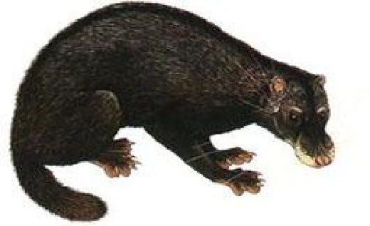  4. Cầy rái cá là một loài động vật độc đáo vì thuộc họ cầy nhưng lại sống gần nước như rái cá. Rất hiếm gặp, loài này từng được bắt gặp tại hồ Ba Bể (Bắc Kạn) nhưng trong nhiều năm qua đã không còn thấy xuất hiện. 