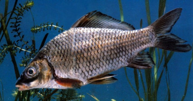  10. Cá lợ thân thấp: Từng sinh sống tại các sông suối miền núi phía Bắc, giờ đây cá lợ thân thấp chỉ còn là ký ức của những người dân chài. 