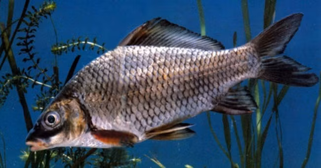  10. Cá lợ thân thấp: Từng sinh sống tại các sông suối miền núi phía Bắc, giờ đây cá lợ thân thấp chỉ còn là ký ức của những người dân chài. 