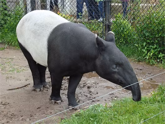  1. Lợn vòi: Dường như là sự kết hợp lạ lùng giữa lợn và voi, lợn vòi có thân hình mập mạp và phần mũi cùng môi trên kéo dài thành một chiếc vòi ngắn. Trước đây loài động vật này thường được bắt gặp ở Tây Nguyên. 