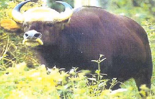  7. Bò xám: Bò xám là loài động vật đầy kiêu hãnh của núi rừng Tây Nguyên. Tiếc thay, nạn săn bắn và chặt phá rừng đã nhanh chóng đẩy loài này đến chỗ diệt vong.