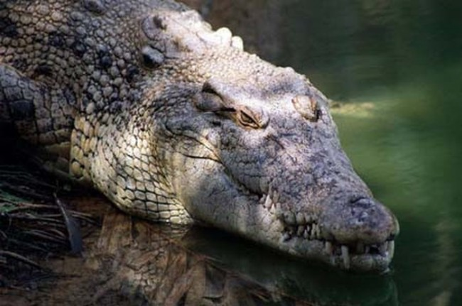  6. Cá sâu hoa cà: Là loài bò sát khổng lồ với chiều dài có thể lên đến 7m, cá sấu hoa cà từng thống trị các đầm lầy và rừng ngập mặn miền Nam Việt Nam. Cũng giống như hươu sao, dù đã tuyệt chủng ngoài thiên nhiên nhưng loài bò sát này vẫn được nuôi tại một số vườn thú và trang trại để lấy thịt và da.