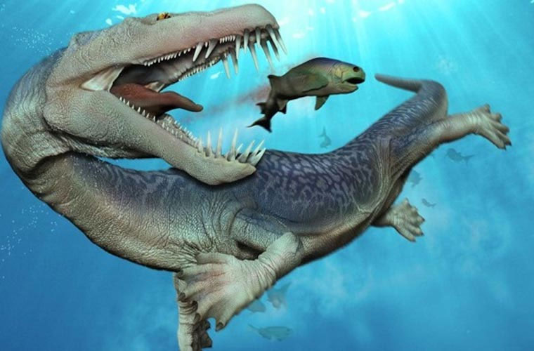 Không sở hữu cơ thể đồ sộ như những loài khác, tuy nhiên khủng long biển Nothosaurus lại là một tay săn mồi đáng sợ, chúng thường ăn mực và cá.