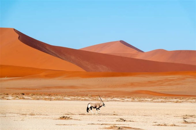 Sossusvlei, một chảo muối rộng lớn ở trung tâm công viên quốc gia Namib-Naukluft, được bao phủ bởi màu cam rực rỡ. Màu sắc này được hình thành từ sự gỉ sét và là một dấu hiệu của quá trình oxy hóa do nồng độ sắt cao trong cát.