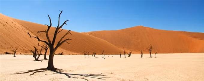 Hình ảnh những cây gai lạc đà héo khô trơ trọi tại Deadvlei, nghĩa địa cây khô giữa lòng sa mạc Namib, có lẽ đã quá quen thuộc với những người tìm hiểu về mảnh đất khô khan này.