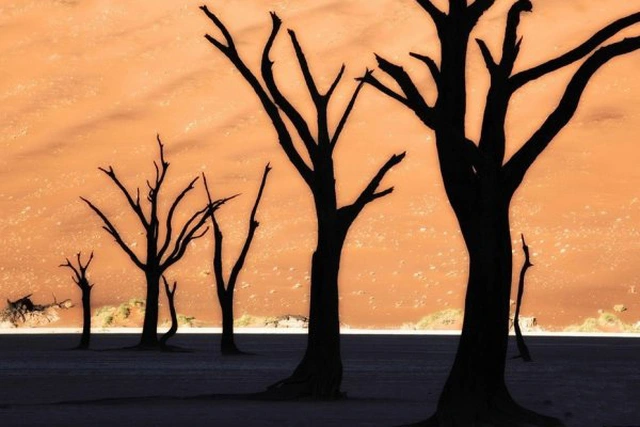 Nhiều gốc cây khô xứng đáng được lên hàng "hóa thạch" vì đã tồn tại từ hơn 900 năm trước. Thế nhưng, xác cây lại vẫn chưa bị mục nát.