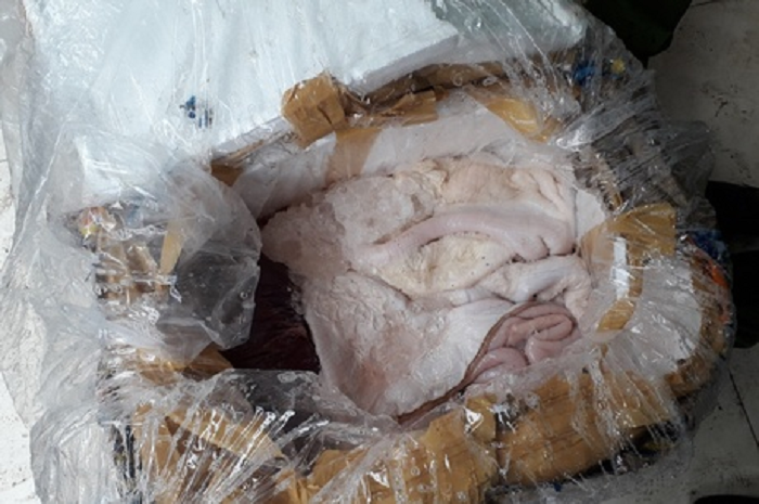  Xe khách giường nằm chở theo gần nửa tấn nội tạng động vật: Ngày 6/9, trên tuyến Quốc lộ 1A (đoạn đi qua TP Đông Hà), Phòng Cảnh sát Phòng chống tội phạm về môi trường Công an tỉnh phối hợp với Phòng CSGT Công an tỉnh Quảng Trị kiểm tra xe ô tô khách mang BKS 76B-011.23 do Dương Thanh Tùng (42 tuổi, trú tại phường Tây Sơn, TP Pleiku, tỉnh Gia Lai) điều khiển. Quan kiểm tra, phát hiện ông Tùng chở 400 kg nội tạng, nầm vú lợn không rõ nguồn gốc.