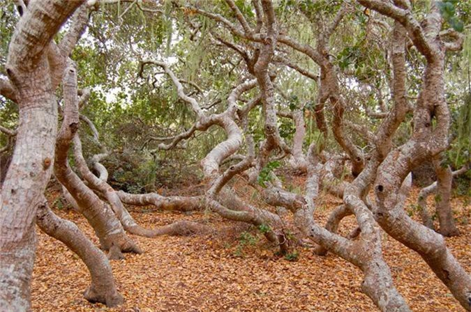  2. Rừng Elfin, California: Nằm ở phía tây nam của Escondido ở Hạt San Diego, khu rừng này nổi tiếng với những câu chuyện huyền bí về những linh hồn ma ám và yêu tinh.