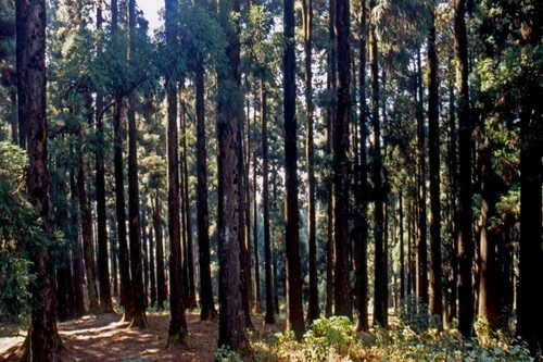  4. Rừng Dow Hill, Ấn Độ: Nằm ở thị trấn Kurseong của Tây Bengal được biết đến như một trong những địa điểm bị nghi "ma ám" đáng sợ nhất ở Ấn Độ.