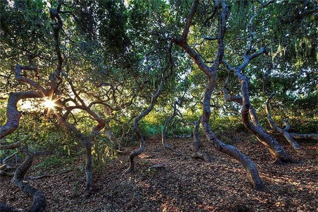 Truyền thuyết kể rằng những người gypsies đã từng chiếm Rừng Elfin vào đầu thế kỷ 19, cho đến khi những người dân địa phương gần đó đã đuổi họ đi và tàn sát những người không chạy trốn. Sau đó người gypsies đã trả thù bằng cách nguyền rủa khu rừng và tất cả các vùng đất xung quanh.