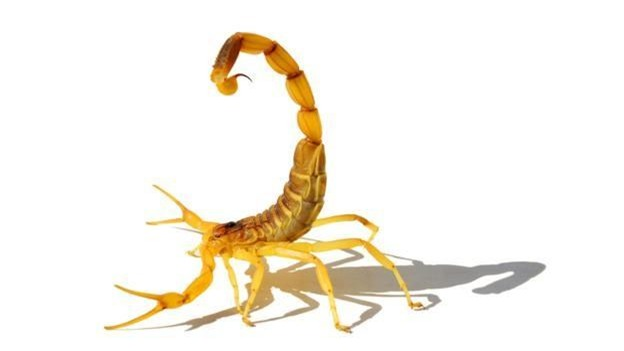 Theo Business Insider, nọc độc của loài bọ cạp vàng Israel (Deathstalker Scorpion) mặc dù gây chết người nhưng lại là mặt hàng cơ hội kinh doanh không giới hạn.