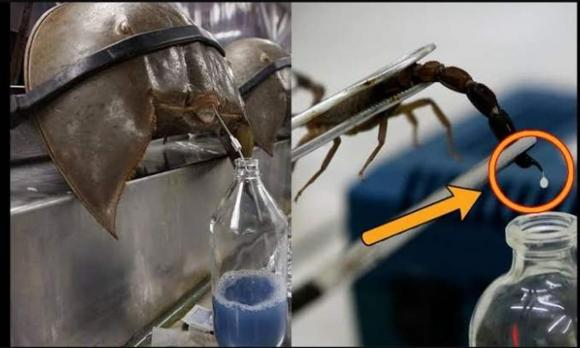 Bọ cạp vàng Israel là loài bọ cạp sa mạc khét tiếng nhất thế giới, sống ở sa mạc khô và nóng, cây bụi, ban ngày chúng ẩn náu trong các khe đá, dưới vỏ cây hoặc trong các hang động bị các loài động vật khác bỏ rơi.