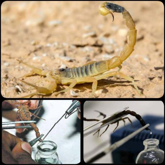 Một giọt nọc độc nhỏ có thể được bán với giá 130 đô la Mỹ, và mỗi giọt cần được vắt ra thủ công, mỗi giọt chỉ có thể tạo ra tối đa 2 mg và phải mất 2,64 triệu lần để ép chất độc.Vì vậy ngay cả khi bạn có nhiều tiền cũng khó mua được nhiều nọc độc bọ cạp Israel.