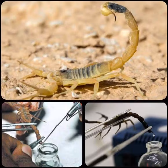 Một giọt nọc độc nhỏ có thể được bán với giá 130 đô la Mỹ, và mỗi giọt cần được vắt ra thủ công, mỗi giọt chỉ có thể tạo ra tối đa 2 mg và phải mất 2,64 triệu lần để ép chất độc.Vì vậy ngay cả khi bạn có nhiều tiền cũng khó mua được nhiều nọc độc bọ cạp Israel.