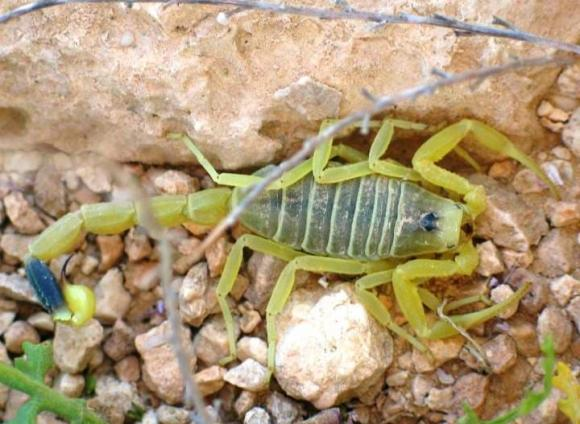 Bọ cạp vàng Israel, còn được gọi là bọ cạp vàng Palestine, có thân màu vàng vàng, dài khoảng 3 đến 8 cm, và đuôi tương đối ngắn, nhưng có một cặp chelicerae mạnh mẽ, phân bố ở các vùng sa mạc của Bắc Phi và các Trung đông.