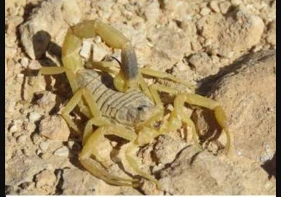 Bọ cạp là loài động vật chân đốt có nọc độc, và chỉ có 25 loài bọ cạp được biết là có thể gây hại cho con người.